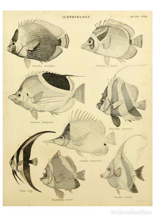 Collezionismo di Riviste e Giornali: Reproducci&oacute;n/Reproduction 6031716733: An introduction to the natural history of fishes Edinburgh :Ad