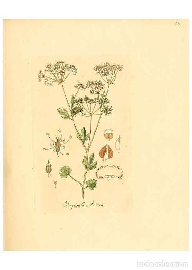 Collezionismo di Riviste e Giornali: Reproducci&oacute;n/Reproduction 6031980037: Flora medica, oder, Abbildung der wichtigsten officinellen Pfl