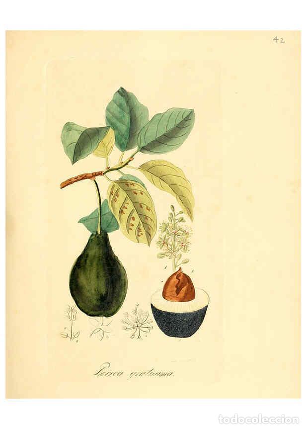 Collezionismo di Riviste e Giornali: Reproducci&oacute;n/Reproduction 6031976663: Flora medica, oder, Abbildung der wichtigsten officinellen Pfl