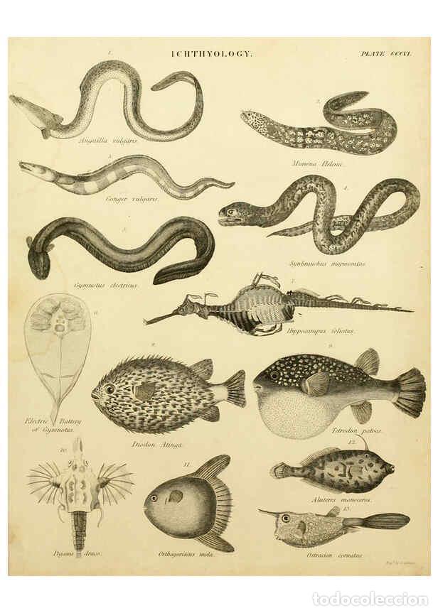 Collezionismo di Riviste e Giornali: Reproducci&oacute;n/Reproduction 6032276108: An introduction to the natural history of fishes Edinburgh :Ad