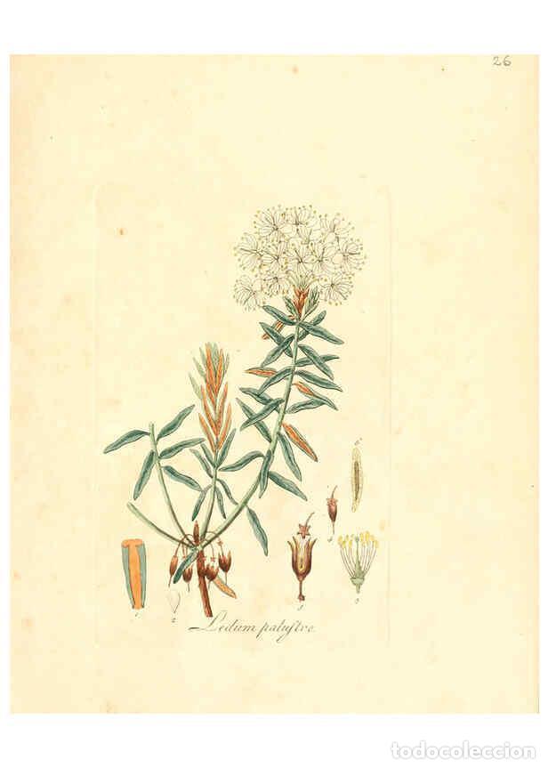 Collezionismo di Riviste e Giornali: Reproducci&oacute;n/Reproduction 6031971925: Flora medica, oder, Abbildung der wichtigsten officinellen Pfl