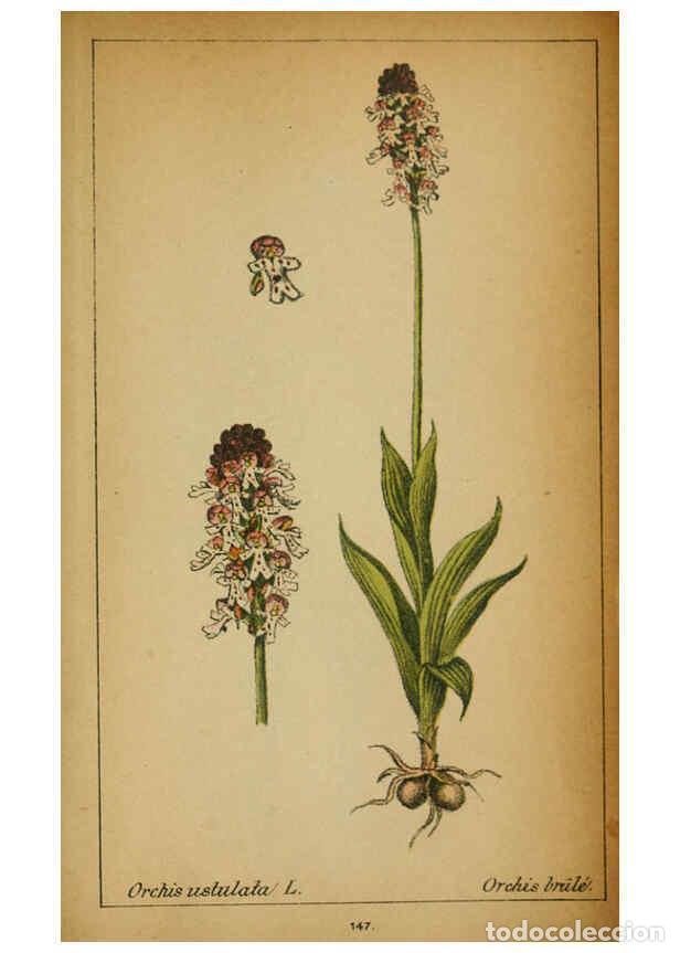 Collezionismo di Riviste e Giornali: Reproducci&oacute;n/Reproduction 6031680817: Choix de plantes de l'Europe centrale et particuli&egrave;rement de l