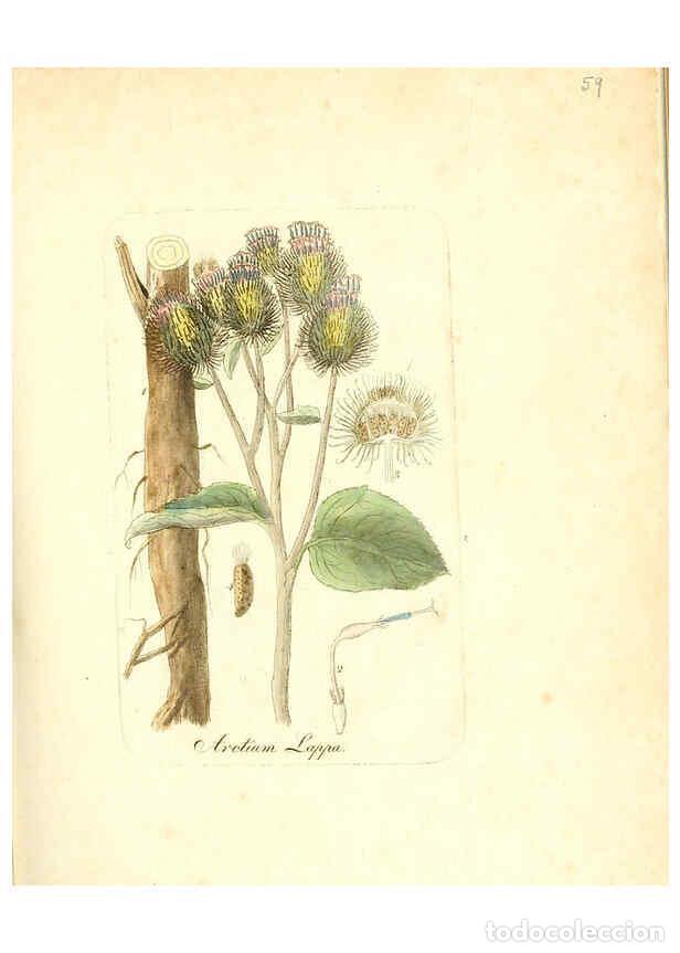 Collezionismo di Riviste e Giornali: Reproducci&oacute;n/Reproduction 6031981631: Flora medica, oder, Abbildung der wichtigsten officinellen Pfl