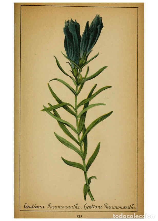 Collezionismo di Riviste e Giornali: Reproducci&oacute;n/Reproduction 6032234840: Choix de plantes de l'Europe centrale et particuli&egrave;rement de l