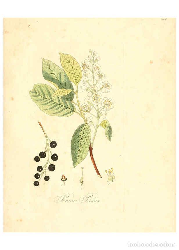 Collezionismo di Riviste e Giornali: Reproducci&oacute;n/Reproduction 6031971169: Flora medica, oder, Abbildung der wichtigsten officinellen Pfl