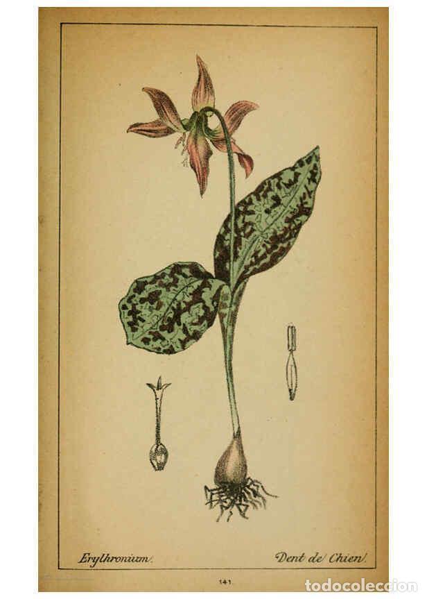 Colecionismo de Revistas e Jornais: Reproducci&oacute;n/Reproduction 6032237890: Choix de plantes de l'Europe centrale et particuli&egrave;rement de l