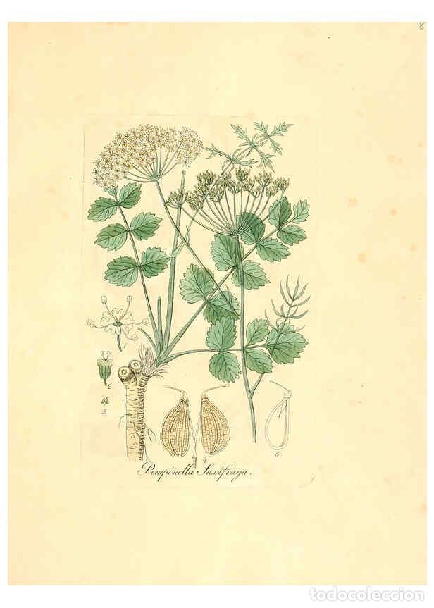 Colecionismo de Revistas e Jornais: Reproducci&oacute;n/Reproduction 6032547130: Flora medica, oder, Abbildung der wichtigsten officinellen Pfl