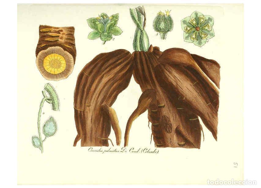 Colecionismo de Revistas e Jornais: Reproducci&oacute;n/Reproduction 6031979107: Flora medica, oder, Abbildung der wichtigsten officinellen Pfl