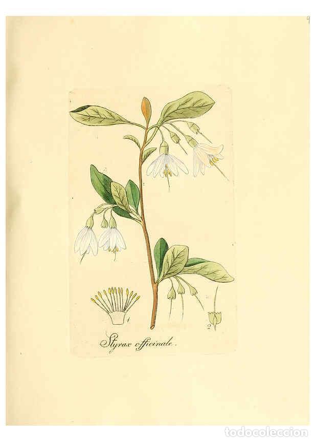 Colecionismo de Revistas e Jornais: Reproducci&oacute;n/Reproduction 6032549516: Flora medica, oder, Abbildung der wichtigsten officinellen Pfl