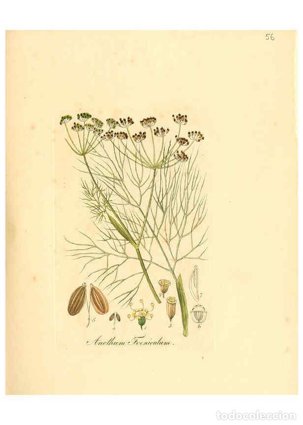 Colecionismo de Revistas e Jornais: Reproducci&oacute;n/Reproduction 6032539888: Flora medica, oder, Abbildung der wichtigsten officinellen Pfl