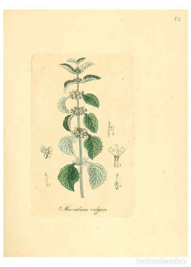 Colecionismo de Revistas e Jornais: Reproducci&oacute;n/Reproduction 6031986753: Flora medica, oder, Abbildung der wichtigsten officinellen Pfl