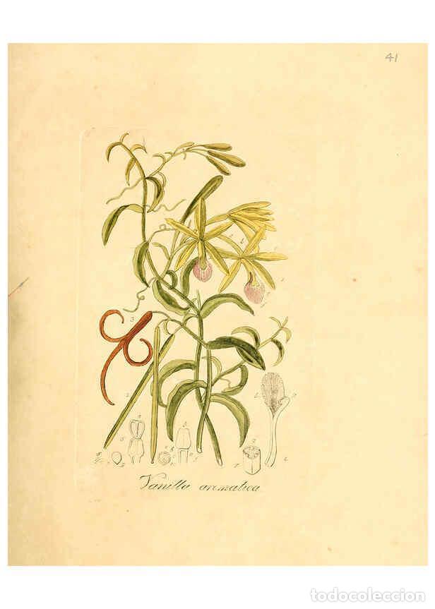 Colecionismo de Revistas e Jornais: Reproducci&oacute;n/Reproduction 6032535784: Flora medica, oder, Abbildung der wichtigsten officinellen Pfl