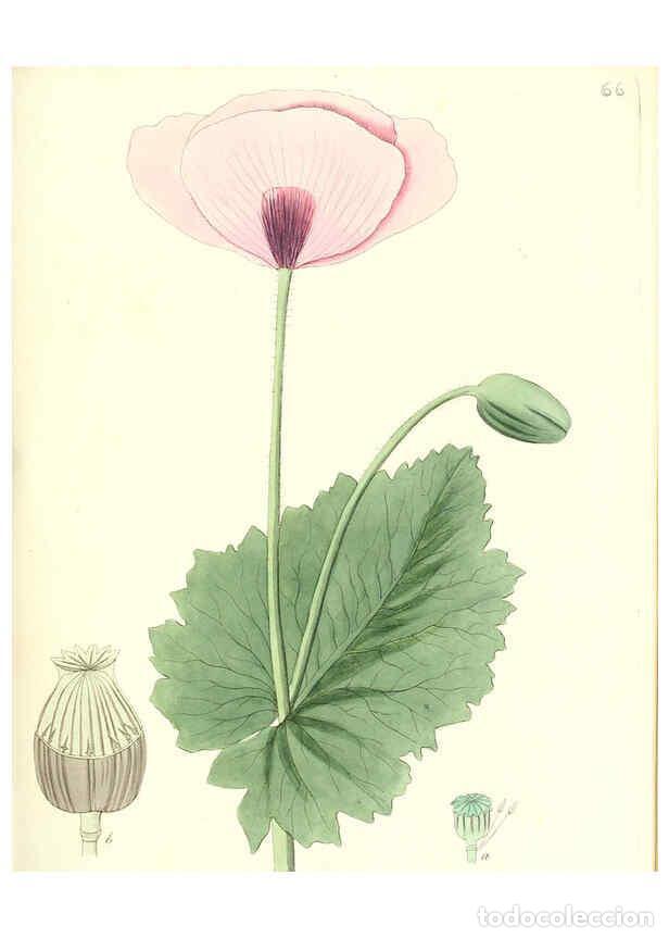 Colecionismo de Revistas e Jornais: Reproducci&oacute;n/Reproduction 6032542588: Flora medica, oder, Abbildung der wichtigsten officinellen Pfl