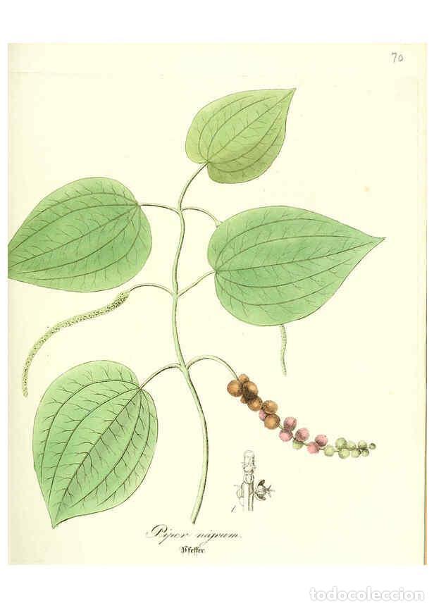 Colecionismo de Revistas e Jornais: Reproducci&oacute;n/Reproduction 6031984333: Flora medica, oder, Abbildung der wichtigsten officinellen Pfl
