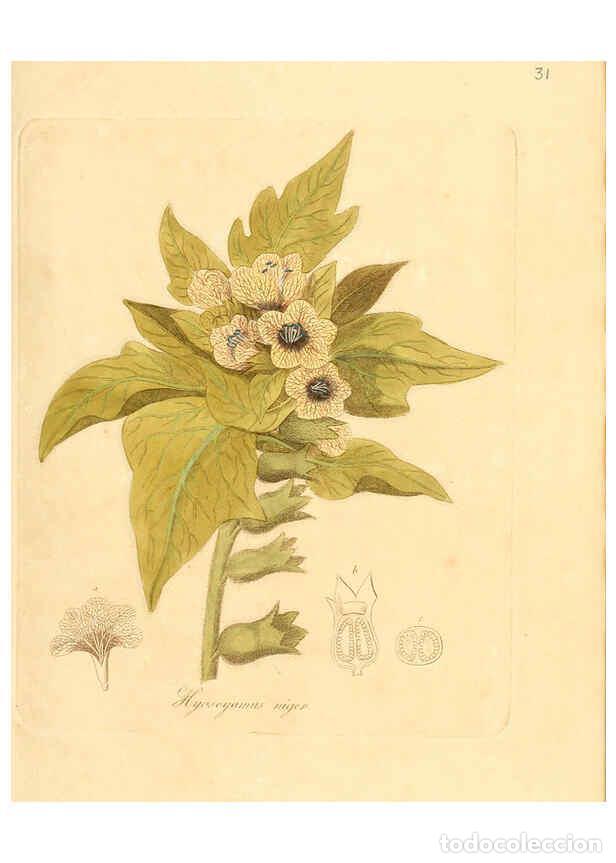 Colecionismo de Revistas e Jornais: Reproducci&oacute;n/Reproduction 6031973845: Flora medica, oder, Abbildung der wichtigsten officinellen Pfl