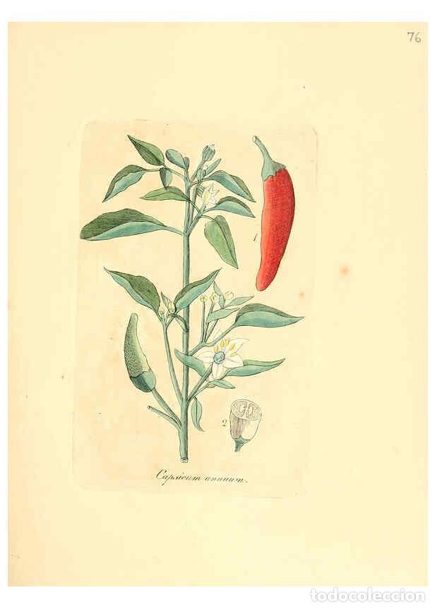 Colecionismo de Revistas e Jornais: Reproducci&oacute;n/Reproduction 6031985721: Flora medica, oder, Abbildung der wichtigsten officinellen Pfl