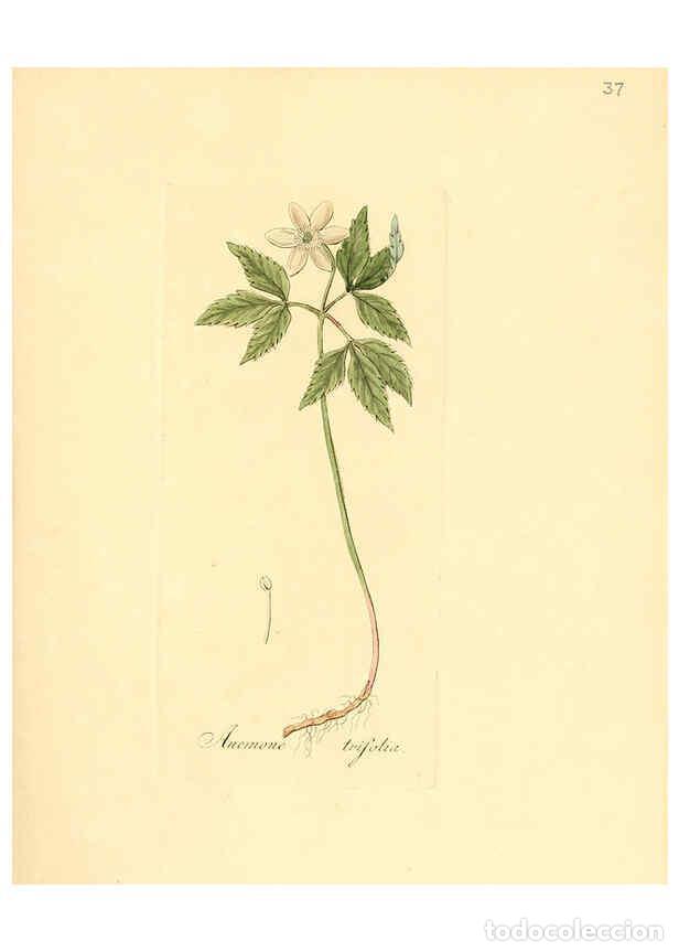 Colecionismo de Revistas e Jornais: Reproducci&oacute;n/Reproduction 6031975429: Flora medica, oder, Abbildung der wichtigsten officinellen Pfl