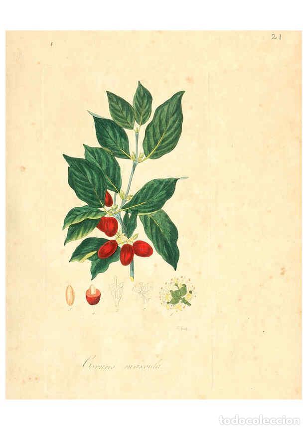 Colecionismo de Revistas e Jornais: Reproducci&oacute;n/Reproduction 6031970637: Flora medica, oder, Abbildung der wichtigsten officinellen Pfl