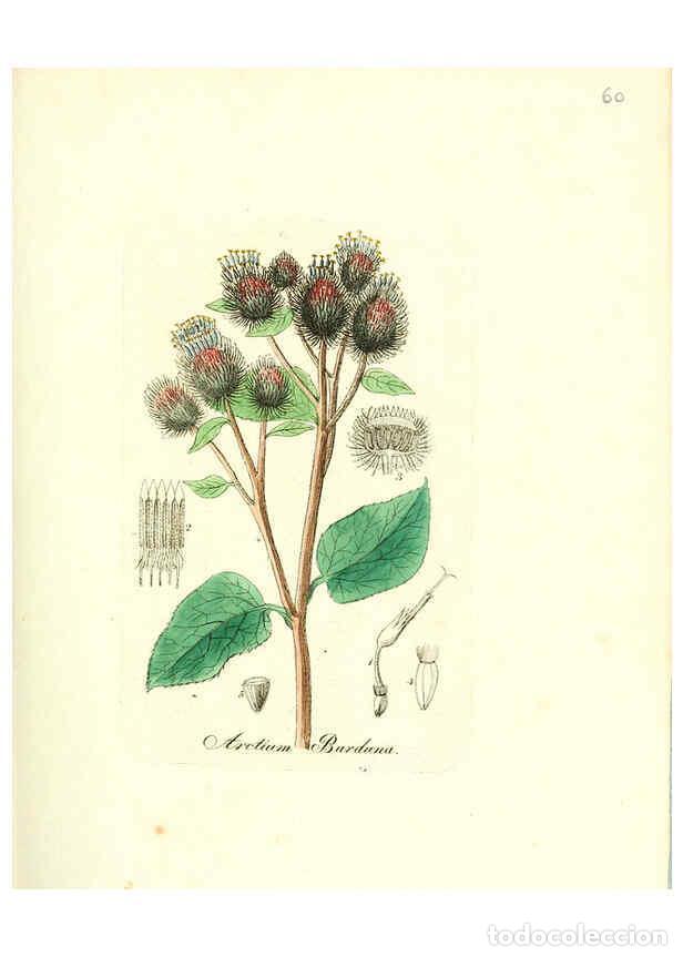 Colecionismo de Revistas e Jornais: Reproducci&oacute;n/Reproduction 6031981835: Flora medica, oder, Abbildung der wichtigsten officinellen Pfl