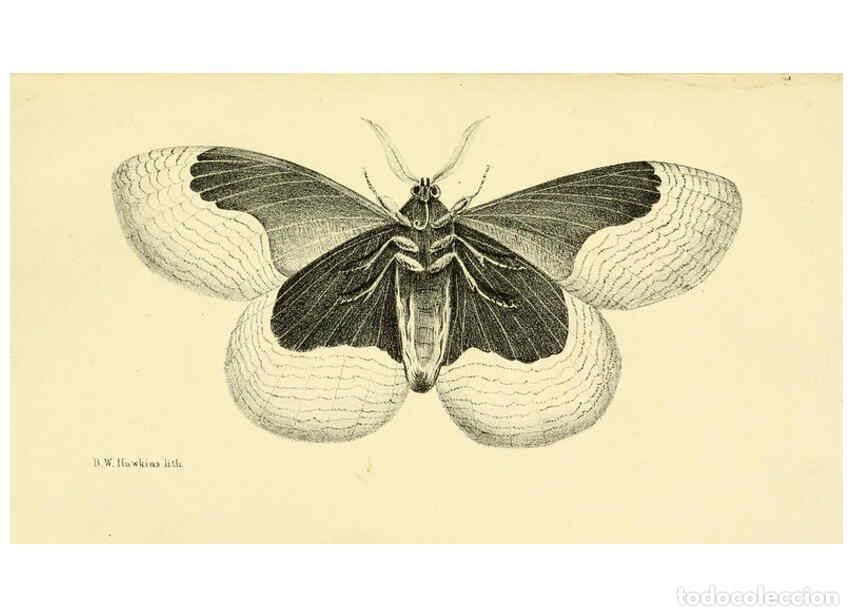 Colecionismo de Revistas e Jornais: Reproducci&oacute;n/Reproduction 6032364928: Descriptions and figures of some new lepidopterous insects, ch