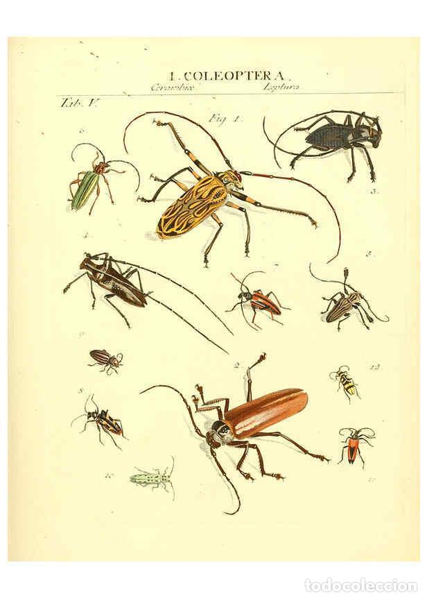 Colecionismo de Revistas e Jornais: Reproducci&oacute;n/Reproduction 6031828471: Dr. Sulzers Abgek&uuml;rtze Geschichte der Insecten Winterthur :Bey