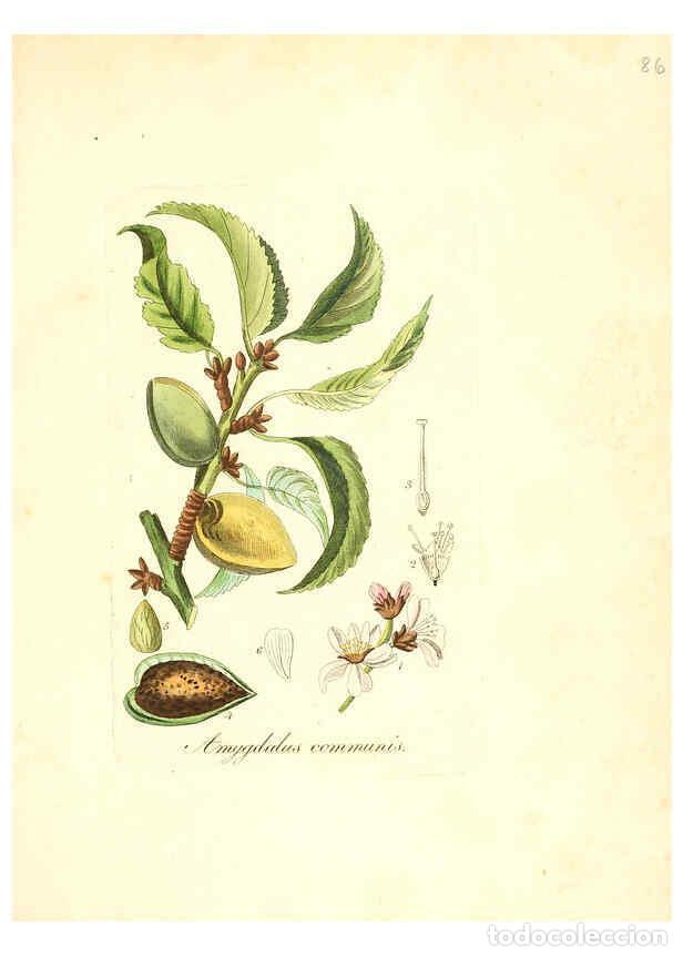 Colecionismo de Revistas e Jornais: Reproducci&oacute;n/Reproduction 6032547426: Flora medica, oder, Abbildung der wichtigsten officinellen Pfl