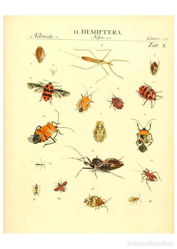 Colecionismo de Revistas e Jornais: Reproducci&oacute;n/Reproduction 6032389070: Dr. Sulzers Abgek&uuml;rtze Geschichte der Insecten Winterthur :Bey