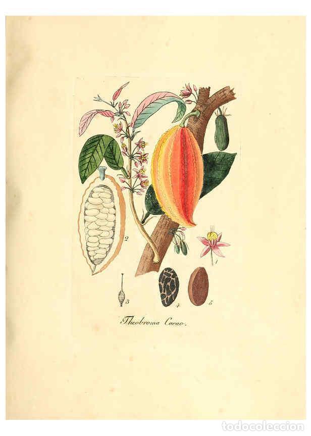 Colecionismo de Revistas e Jornais: Reproducci&oacute;n/Reproduction 6031989159: Flora medica, oder, Abbildung der wichtigsten officinellen Pfl