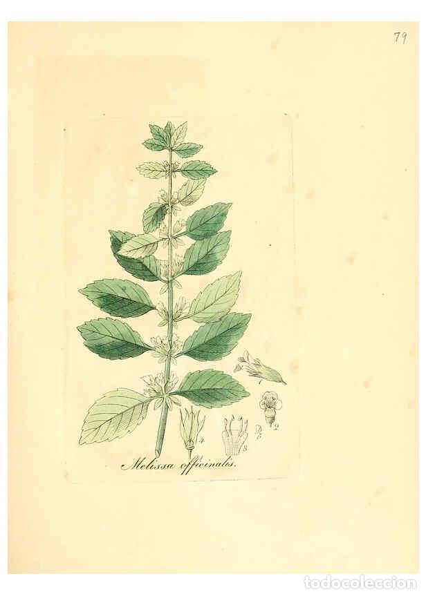 Coleccionismo de Revistas y Peri&oacute;dicos: Reproducci&oacute;n/Reproduction 6032545758: Flora medica, oder, Abbildung der wichtigsten officinellen Pfl