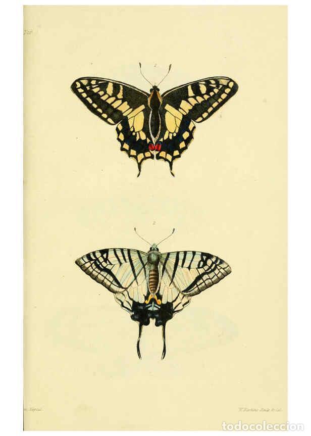 Coleccionismo de Revistas y Peri&oacute;dicos: Reproducci&oacute;n/Reproduction 6031803035: Descriptions and figures of some new lepidopterous insects, ch