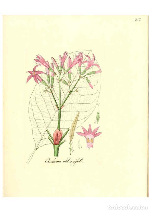 Coleccionismo de Revistas y Peri&oacute;dicos: Reproducci&oacute;n/Reproduction 6032542876: Flora medica, oder, Abbildung der wichtigsten officinellen Pfl