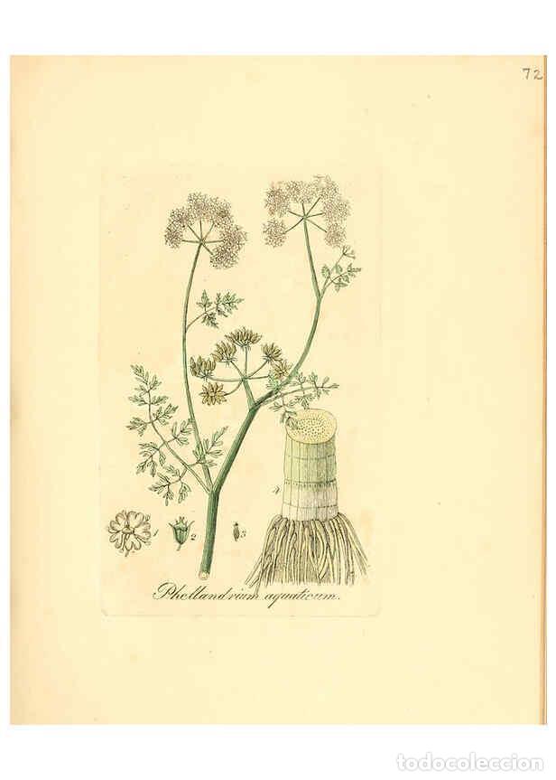 Coleccionismo de Revistas y Peri&oacute;dicos: Reproducci&oacute;n/Reproduction 6031984803: Flora medica, oder, Abbildung der wichtigsten officinellen Pfl