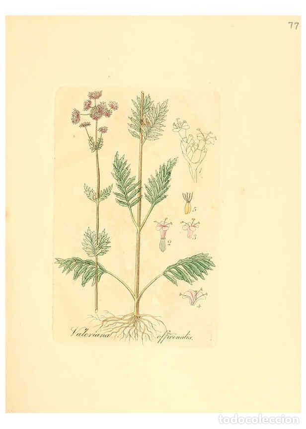 Coleccionismo de Revistas y Peri&oacute;dicos: Reproducci&oacute;n/Reproduction 6031986027: Flora medica, oder, Abbildung der wichtigsten officinellen Pfl