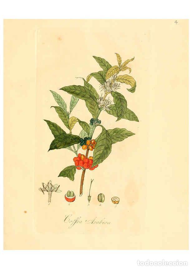 Coleccionismo de Revistas y Peri&oacute;dicos: Reproducci&oacute;n/Reproduction 6031966809: Flora medica, oder, Abbildung der wichtigsten officinellen Pfl