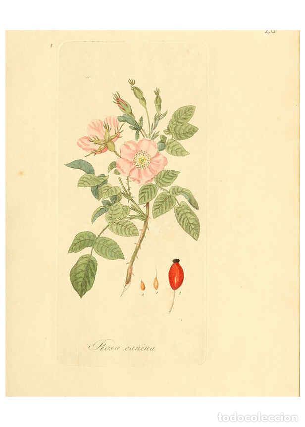 Coleccionismo de Revistas y Peri&oacute;dicos: Reproducci&oacute;n/Reproduction 6032530094: Flora medica, oder, Abbildung der wichtigsten officinellen Pfl