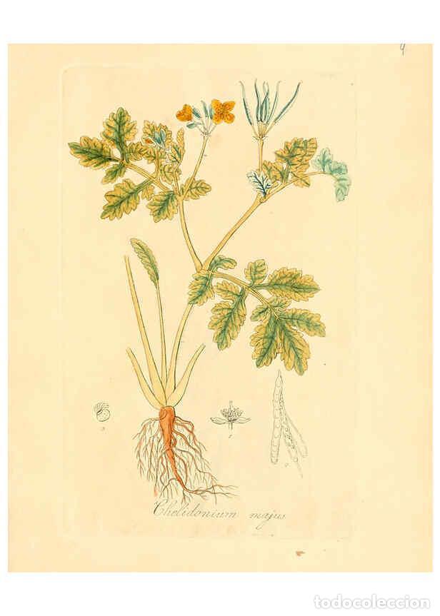 Sammeln von Zeitschriften und Zeitungen: Reproducci&oacute;n/Reproduction 6031967947: Flora medica, oder, Abbildung der wichtigsten officinellen Pfl