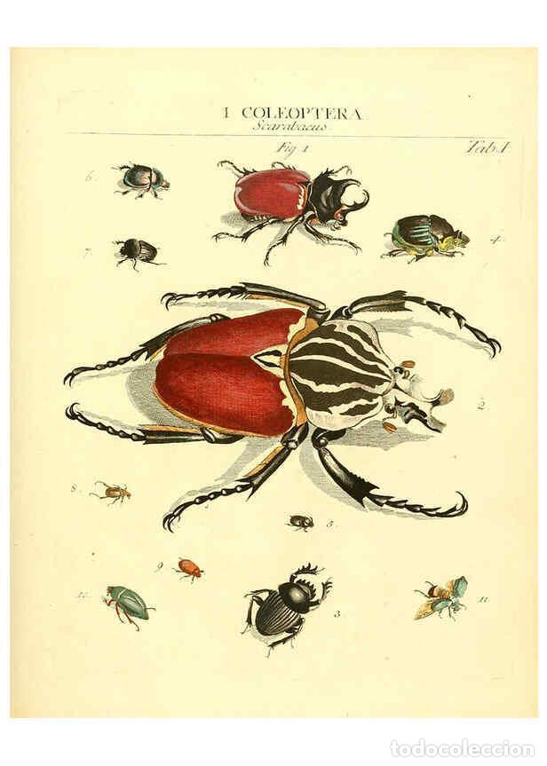 Sammeln von Zeitschriften und Zeitungen: Reproducci&oacute;n/Reproduction 6031827605: Dr. Sulzers Abgek&uuml;rtze Geschichte der Insecten Winterthur :Bey
