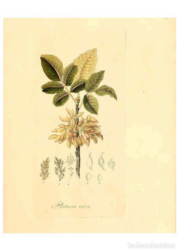 Sammeln von Zeitschriften und Zeitungen: Reproducci&oacute;n/Reproduction 6032528742: Flora medica, oder, Abbildung der wichtigsten officinellen Pfl