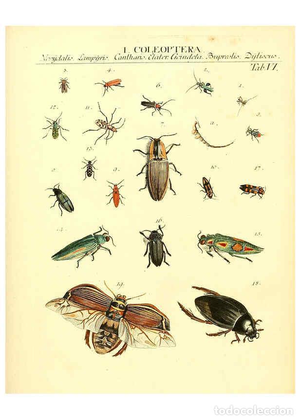 Sammeln von Zeitschriften und Zeitungen: Reproducci&oacute;n/Reproduction 6032387958: Dr. Sulzers Abgek&uuml;rtze Geschichte der Insecten Winterthur :Bey