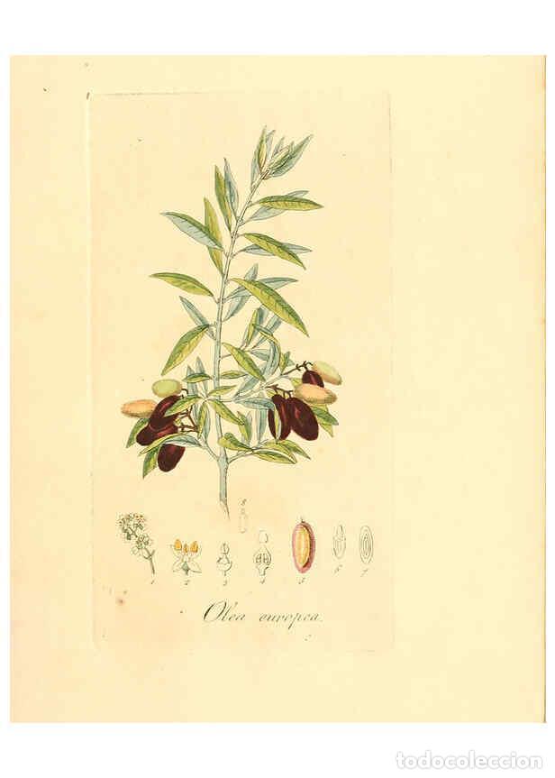 Sammeln von Zeitschriften und Zeitungen: Reproducci&oacute;n/Reproduction 6031970215: Flora medica, oder, Abbildung der wichtigsten officinellen Pfl