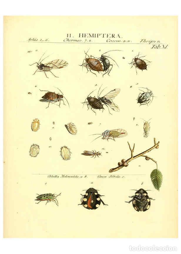Sammeln von Zeitschriften und Zeitungen: Reproducci&oacute;n/Reproduction 6032389248: Dr. Sulzers Abgek&uuml;rtze Geschichte der Insecten Winterthur :Bey
