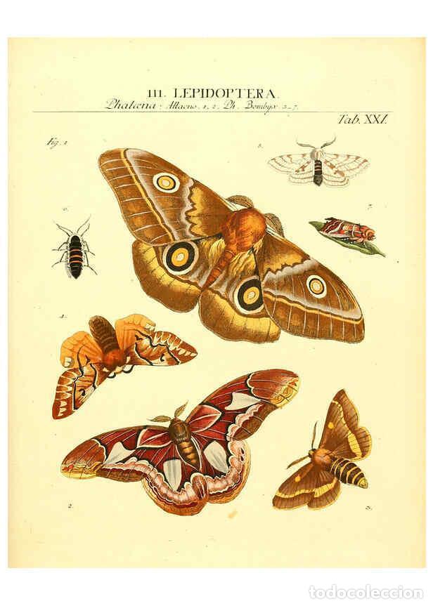 Sammeln von Zeitschriften und Zeitungen: Reproducci&oacute;n/Reproduction 6031832645: Dr. Sulzers Abgek&uuml;rtze Geschichte der Insecten Winterthur :Bey