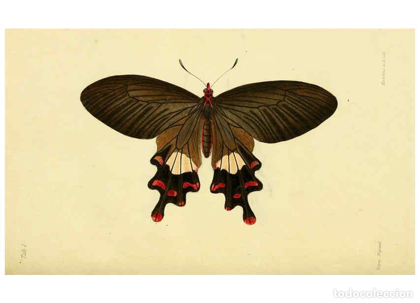 Sammeln von Zeitschriften und Zeitungen: Reproducci&oacute;n/Reproduction 6031802637: Descriptions and figures of some new lepidopterous insects, ch