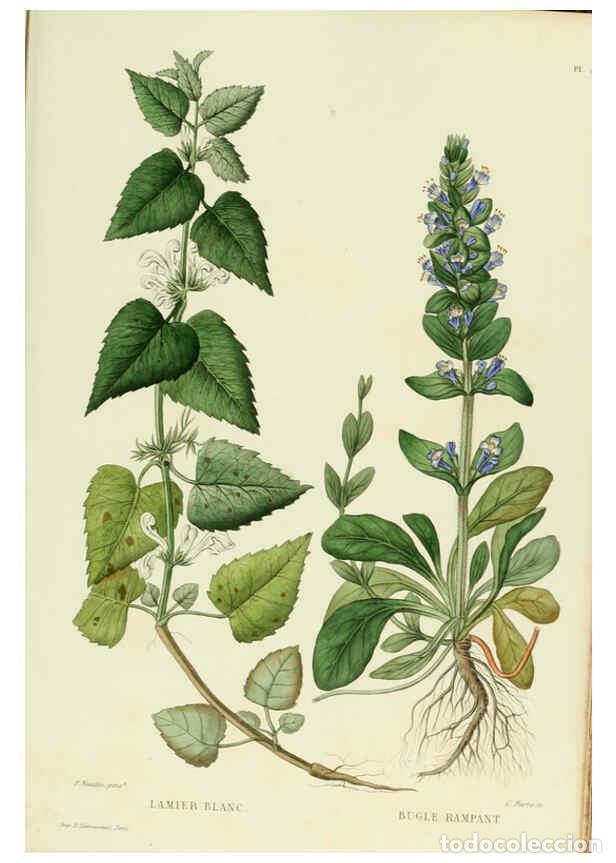 Sammeln von Zeitschriften und Zeitungen: Reproducci&oacute;n/Reproduction 6069426655: Nouvelle iconographie fourrag&egrave;re. Atlas. Paris :P. Asselin,187