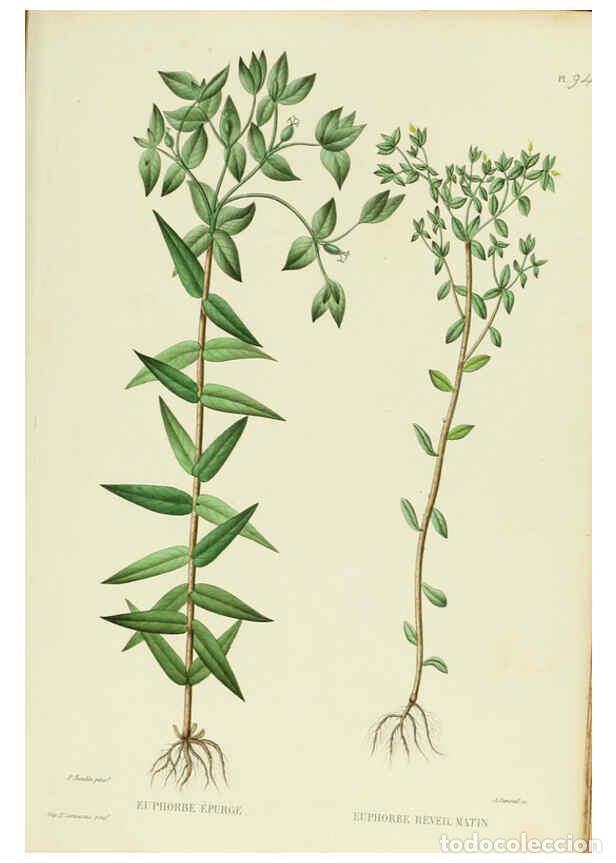 Sammeln von Zeitschriften und Zeitungen: Reproducci&oacute;n/Reproduction 6069428643: Nouvelle iconographie fourrag&egrave;re. Atlas. Paris :P. Asselin,187