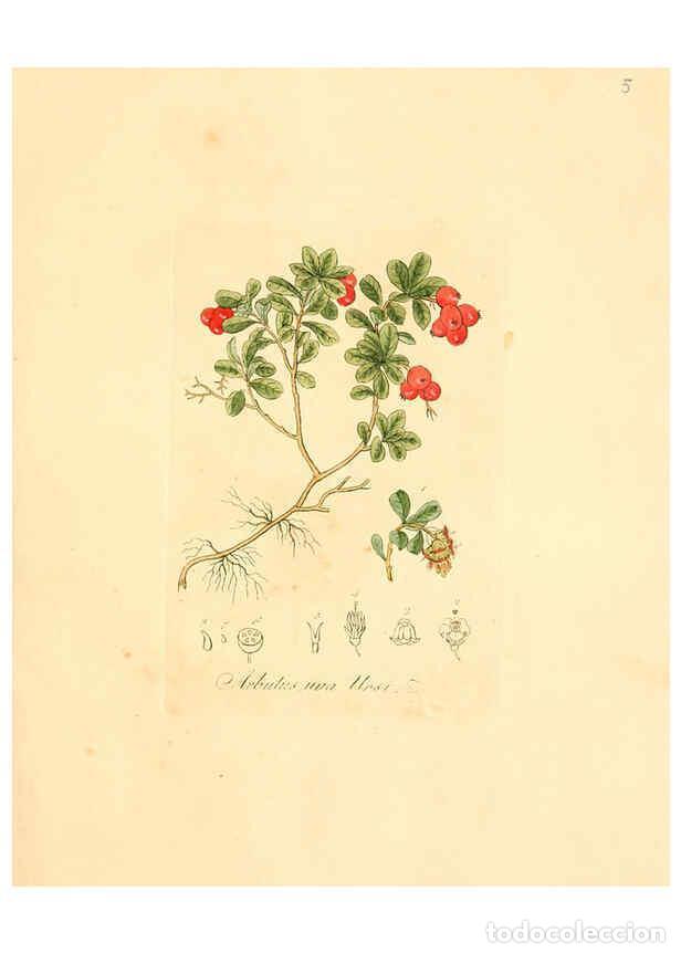 Sammeln von Zeitschriften und Zeitungen: Reproducci&oacute;n/Reproduction 6031967029: Flora medica, oder, Abbildung der wichtigsten officinellen Pfl