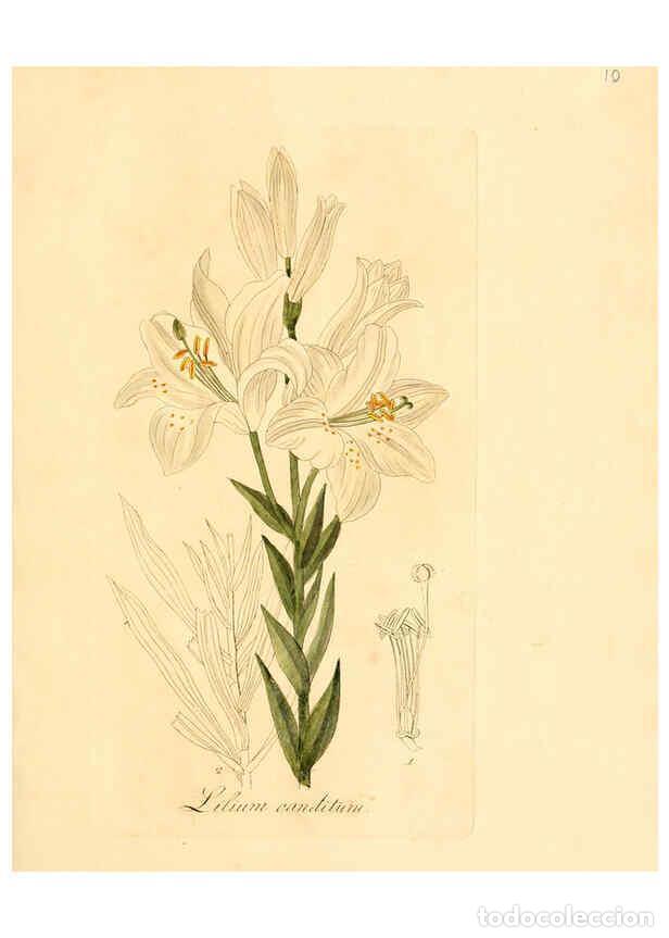 Sammeln von Zeitschriften und Zeitungen: Reproducci&oacute;n/Reproduction 6032527752: Flora medica, oder, Abbildung der wichtigsten officinellen Pfl