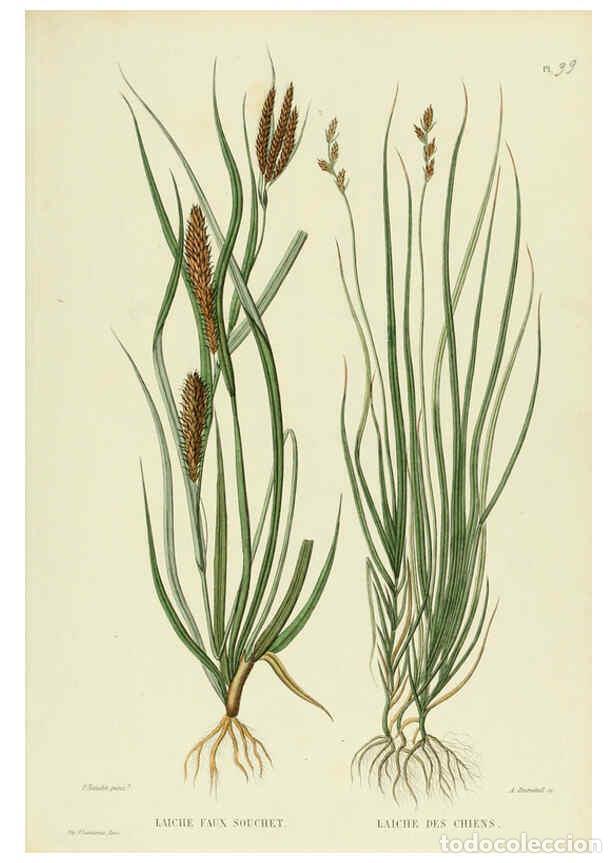 Sammeln von Zeitschriften und Zeitungen: Reproducci&oacute;n/Reproduction 6069977104: Nouvelle iconographie fourrag&egrave;re. Atlas. Paris :P. Asselin,187