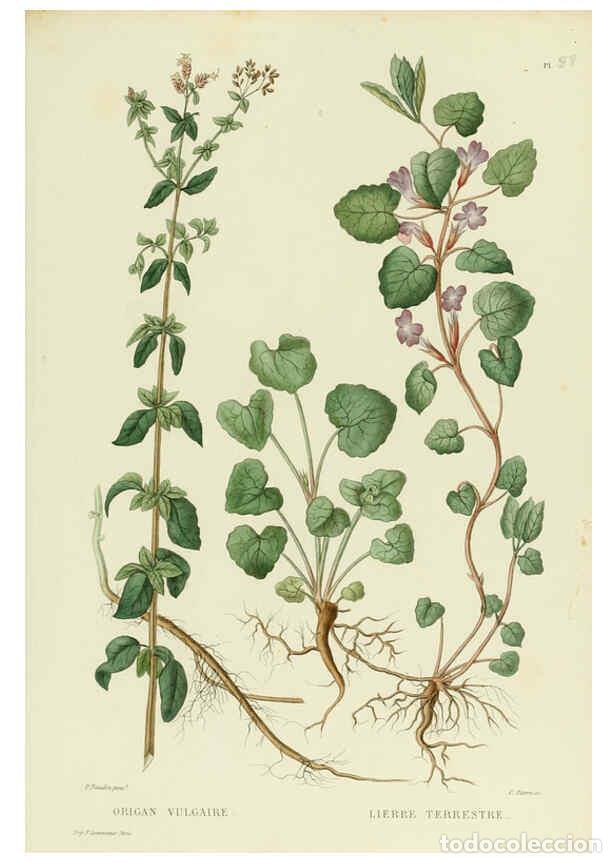 Sammeln von Zeitschriften und Zeitungen: Reproducci&oacute;n/Reproduction 6069425927: Nouvelle iconographie fourrag&egrave;re. Atlas. Paris :P. Asselin,187