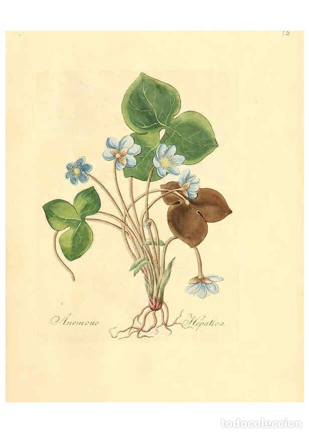 Sammeln von Zeitschriften und Zeitungen: Reproducci&oacute;n/Reproduction 6031969365: Flora medica, oder, Abbildung der wichtigsten officinellen Pfl